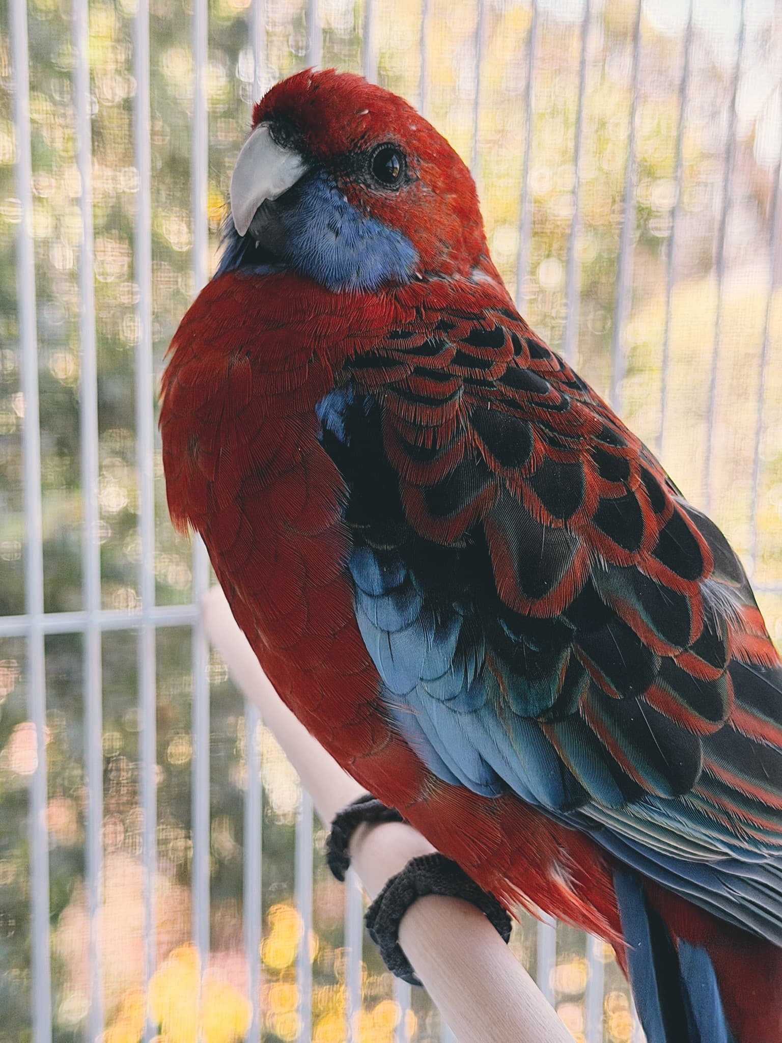 A photo of Chippy, a bright red and blue parrot